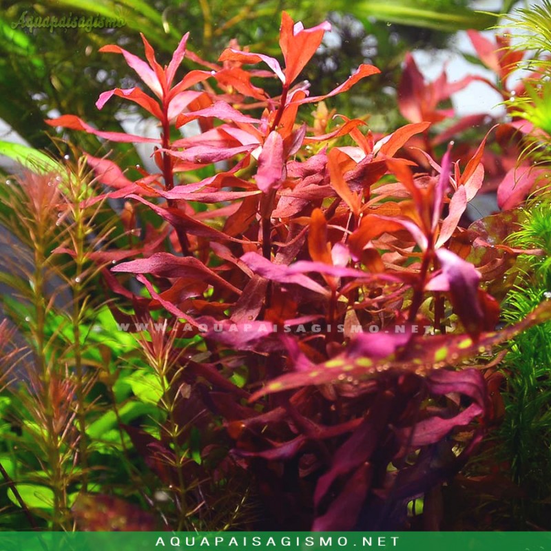 Ammannia praetermissa (Nesaea sp. 'Red') (RESTRIÇÃO)